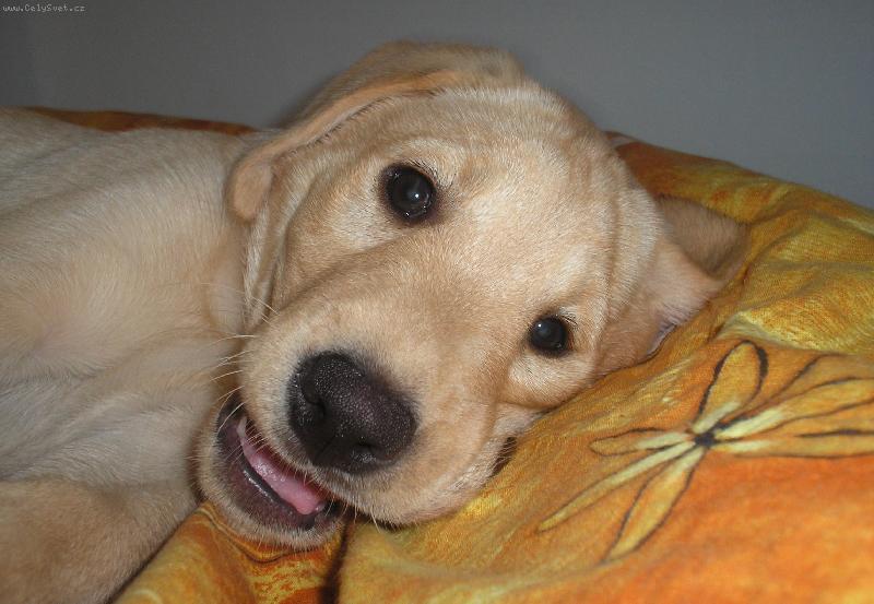 Foto: Pusinka moje-:))