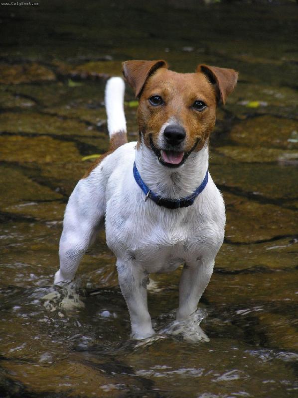 Foto: Bert�k-ve vod�