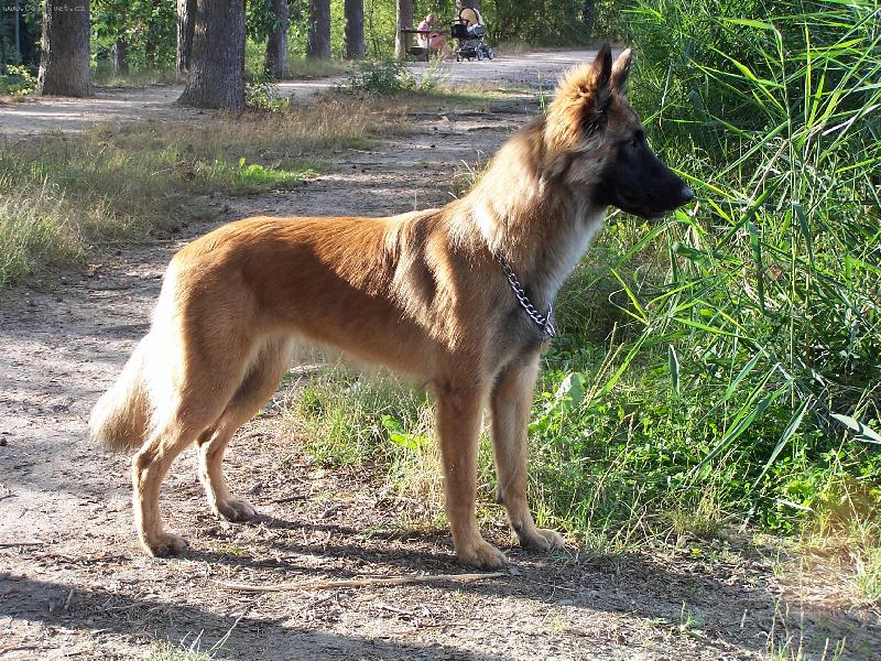 Foto: EL�-Belgick� ov��k - Malinois