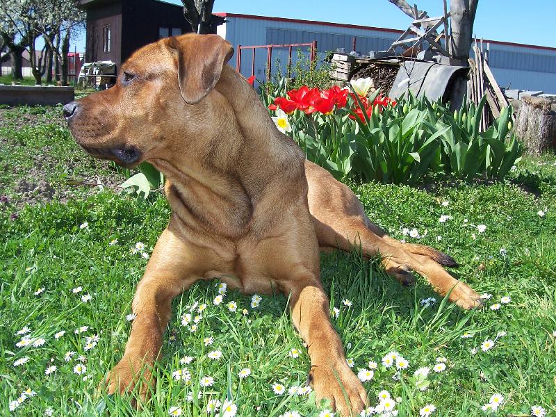 Foto: Cayroschi Diamant severu