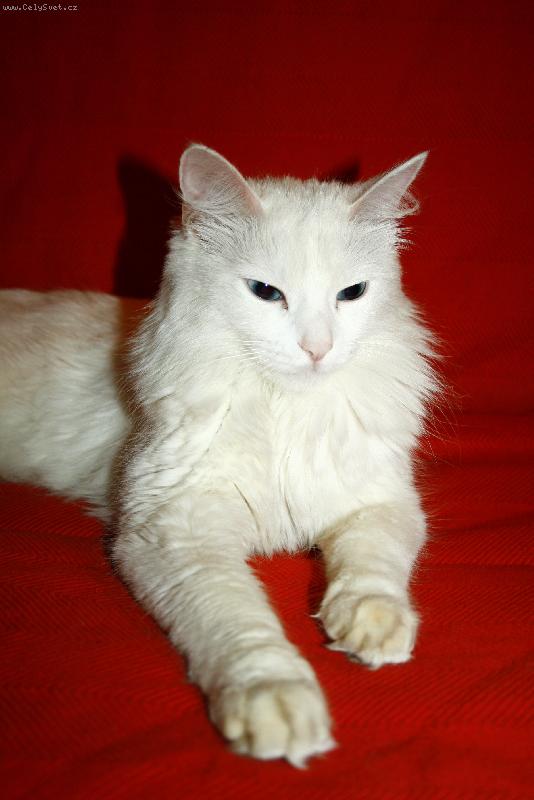 Foto: IC Auriqua Moravsk� Ath�ny.CZ