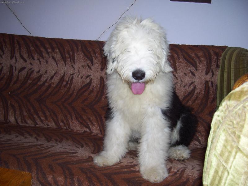 Foto: Bobtail Bobe� z Mostu