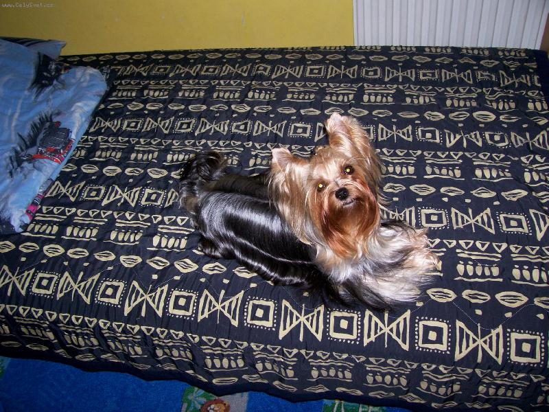 Foto: Bessy-www.jork-bessy.estranky.cz