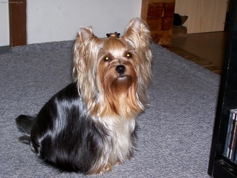 Foto: Bessynka-www.jork-bessy.estranky.cz