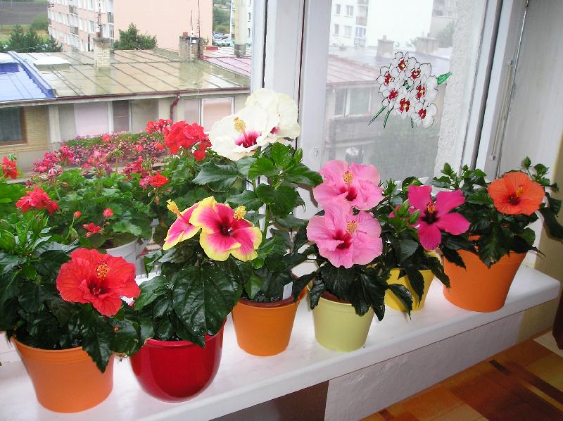 Foto: ROZKVETL� OKNO-IBI�KY