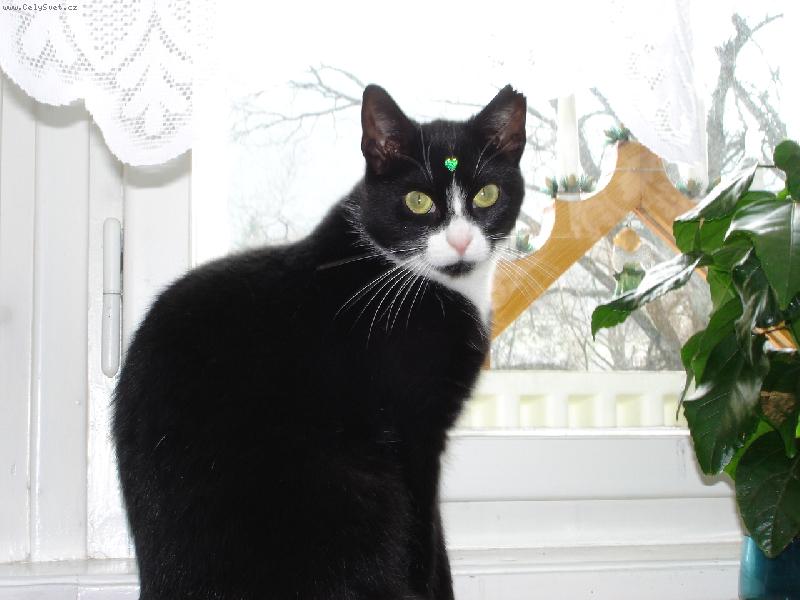 Foto: Princezna Molly