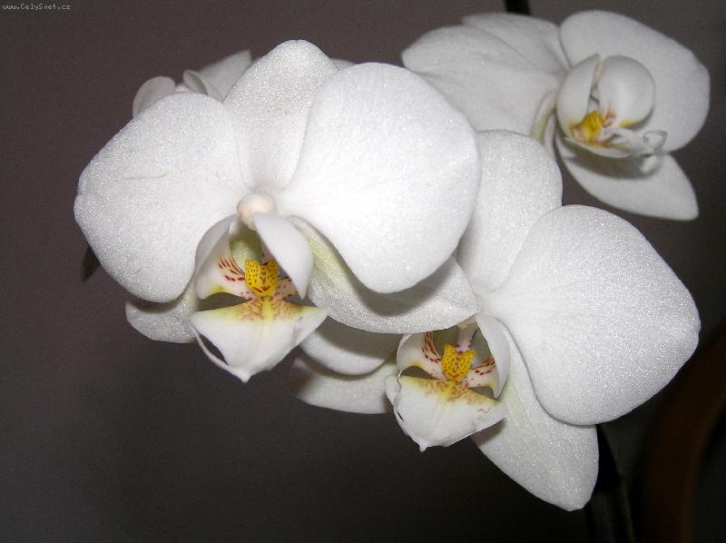 Foto: Faleponis, m�rovec