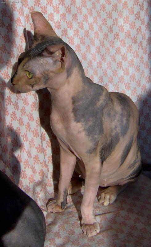 Foto: Aj�a-Slun��ko h�eje.