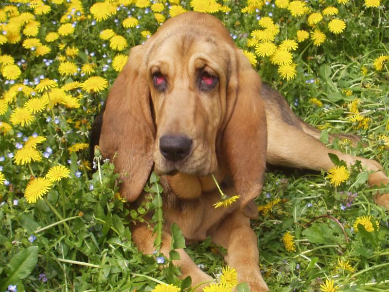 Foto: Siesta c pampeli�k�ch-Blair Iseb