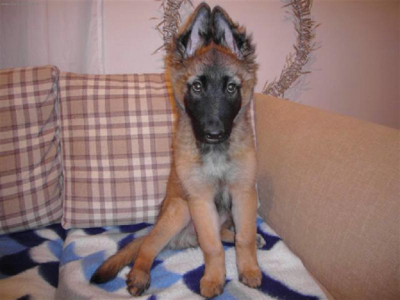 Foto: EL� 3 M�S�CE....MALINOIS-EL� 3 M�S�CE....MALINOIS