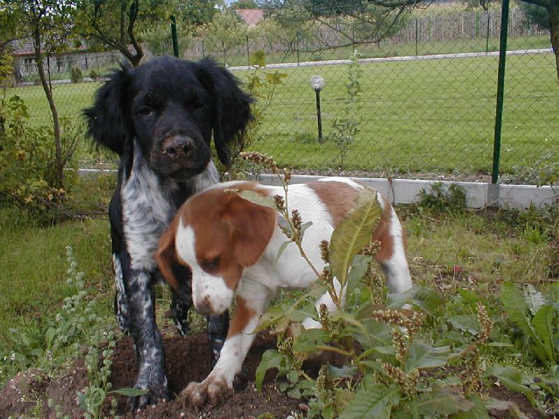 Foto: Berry a Beatrix z Mackovy hory