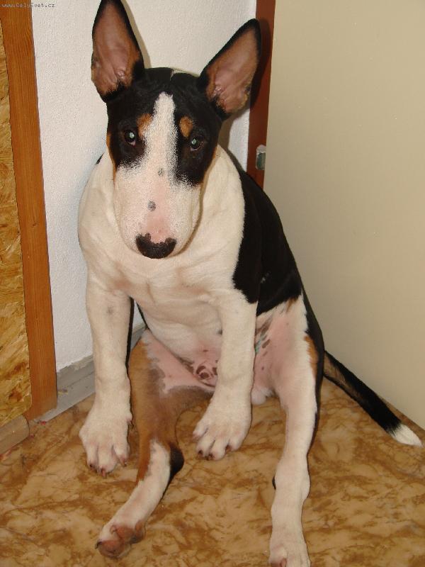 Foto: Bohou�-klokan sed�