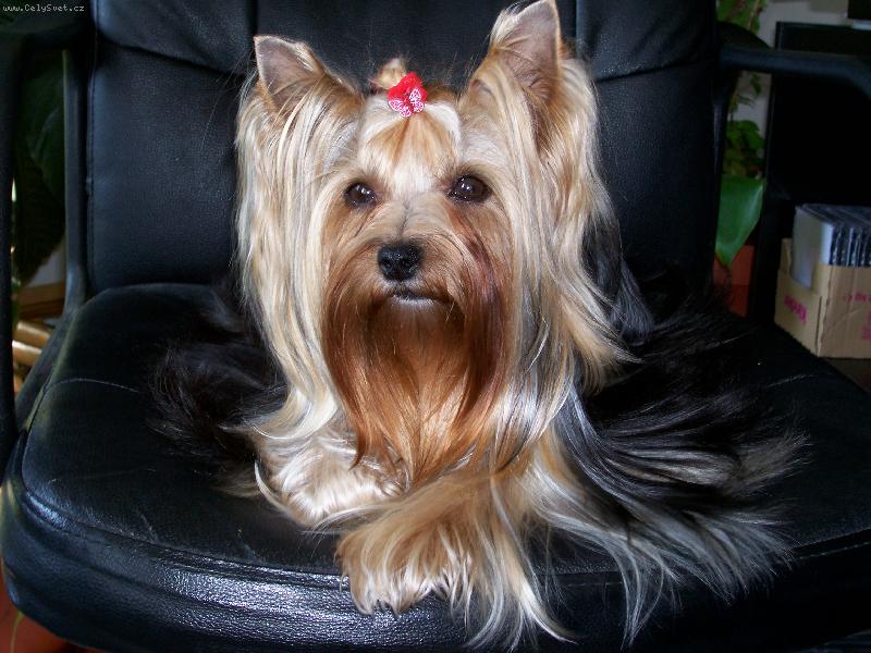 Foto: Bessy-www.jork-bessy.estranky.cz