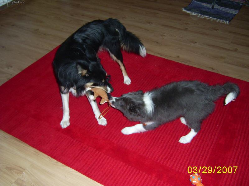 Foto: Abigail a Digi-Holky dov�d�