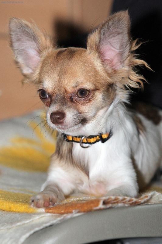 Foto: Sandra Talov�n