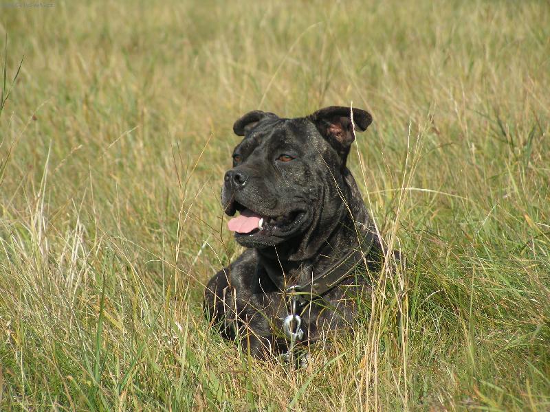 Foto: Geena na prochazce