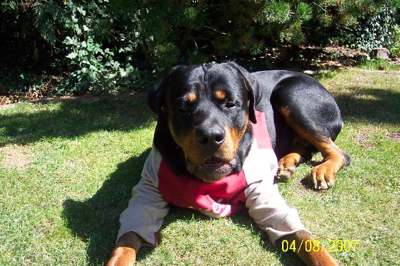 Foto: Harry 1-Borec po operaci