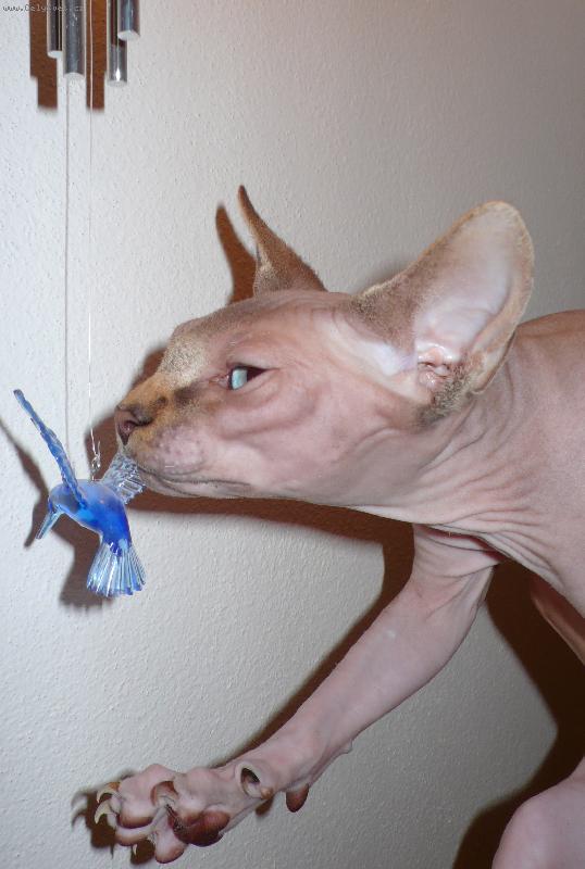 Foto: Mazl�k-n� modroo�ko