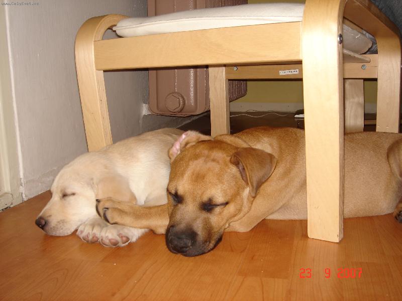 Foto: Pr�ek-moje k�mo�ka Enny