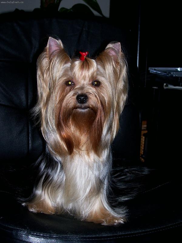 Foto: Bessy-www.jork-bessy.estranky.cz