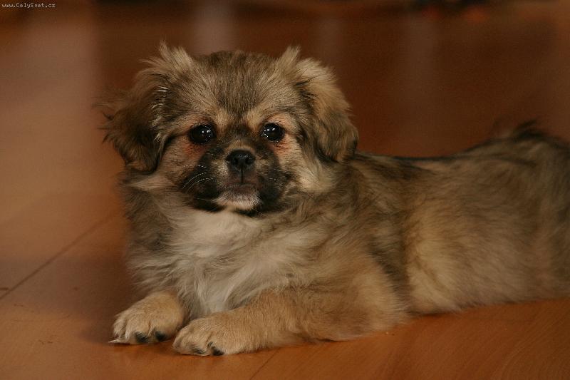 Foto: Abby-3 m�s�ce