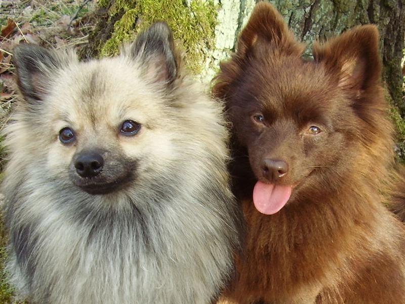 Foto: Hn�d� a vlko�ed�