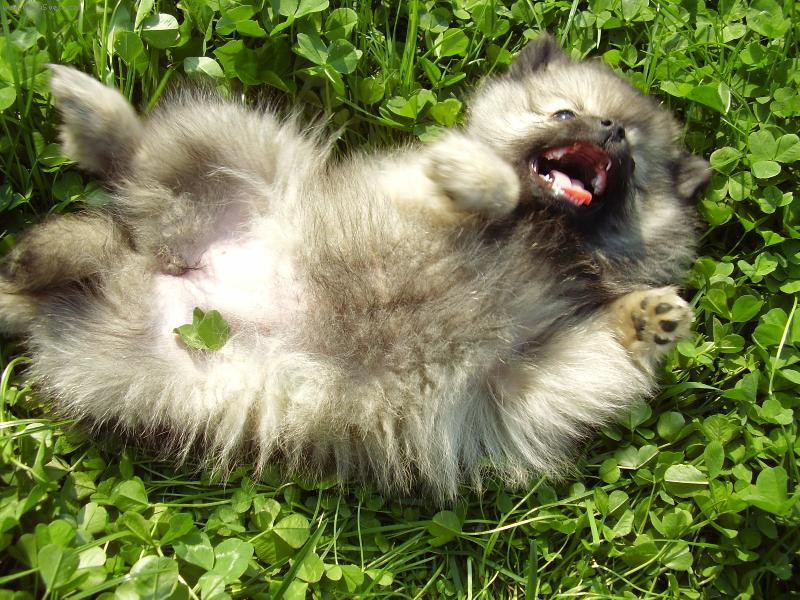 Foto: Vlko�ed� �t���tko podruh�-V�l�m se,v�l�m