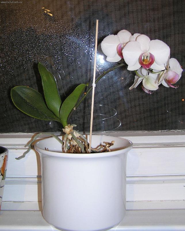 Foto: Phalaenopsis - odno�-Odno�