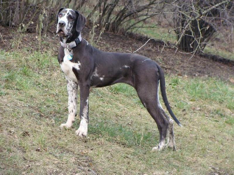 Foto: Abby - Andromeda Chotuck� hv�zda