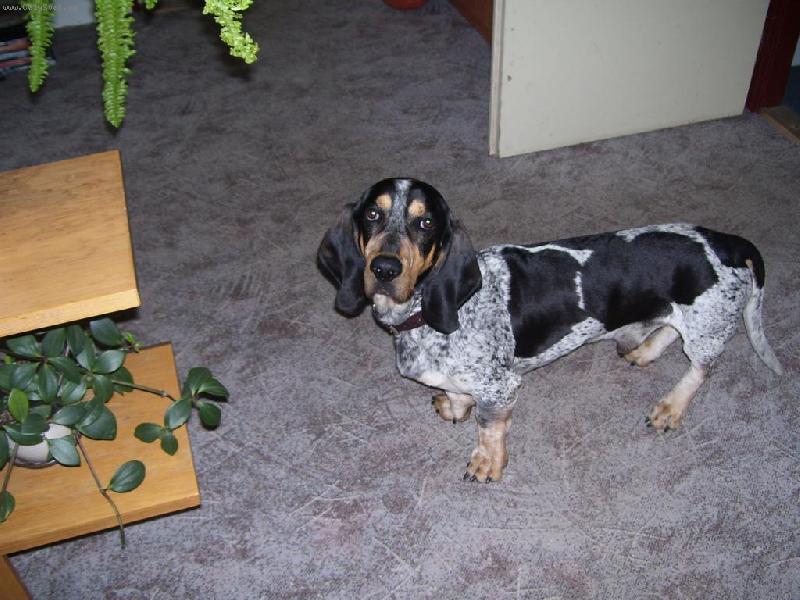 Foto: Modr� gasko�sk� baset