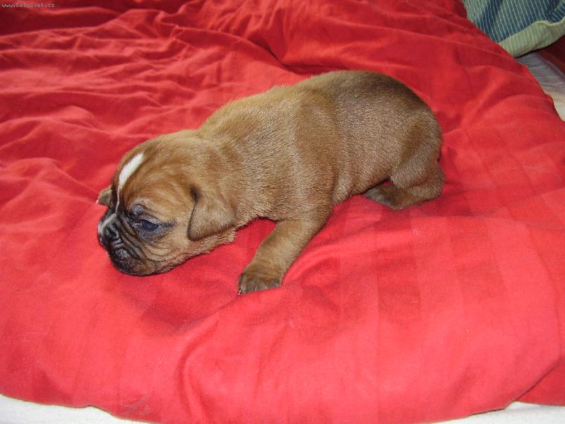 Foto: N� Arthur-miminko