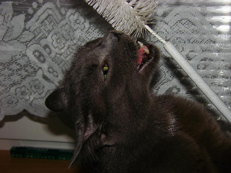 Foto: Mac��ek a �t�tka na um�v�n�