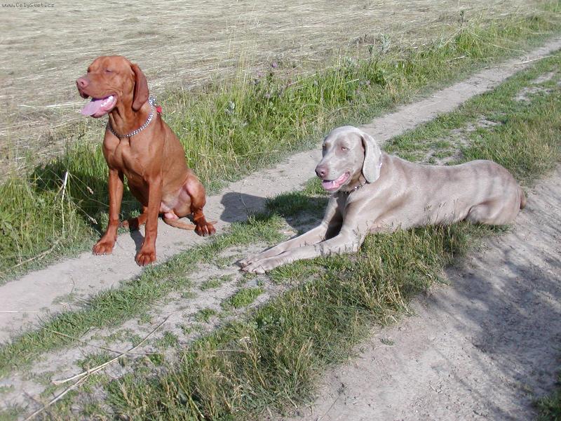 Foto: merlin a justa-k�mo�i