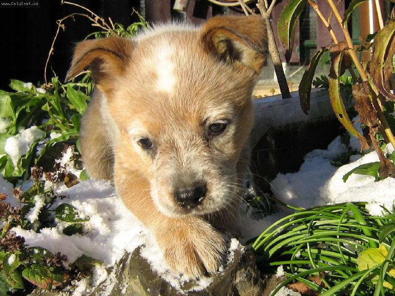 Foto: Narrandera Red Cidabro 8 t�dn�