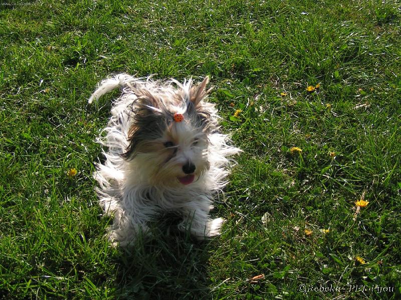 Foto: Nejsem vo�ech, jsem jen rozcuchanej-Snoopy