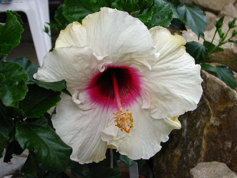 Foto: madonna-madonna