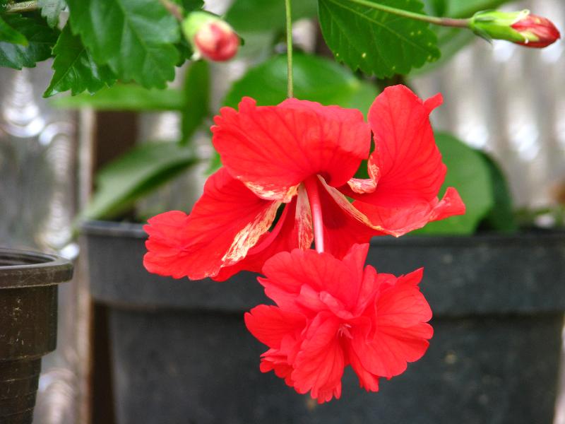 Foto: el capitolio-el capitolio