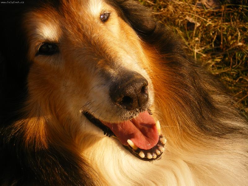 Foto: Gigi Kr�sa samoty