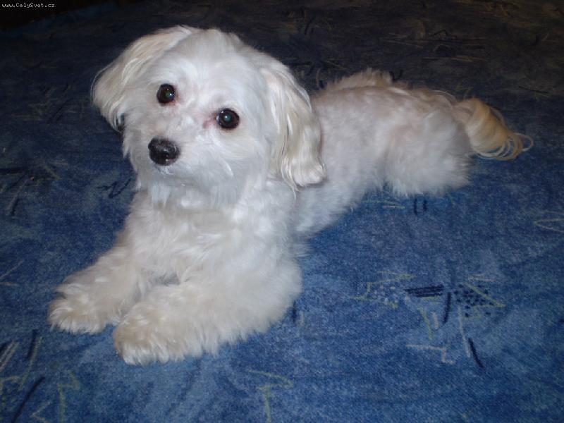 Foto: Bety odpo��v�