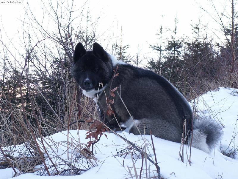 Foto: Akim-Akim �t�n� Arpa a �ebiny