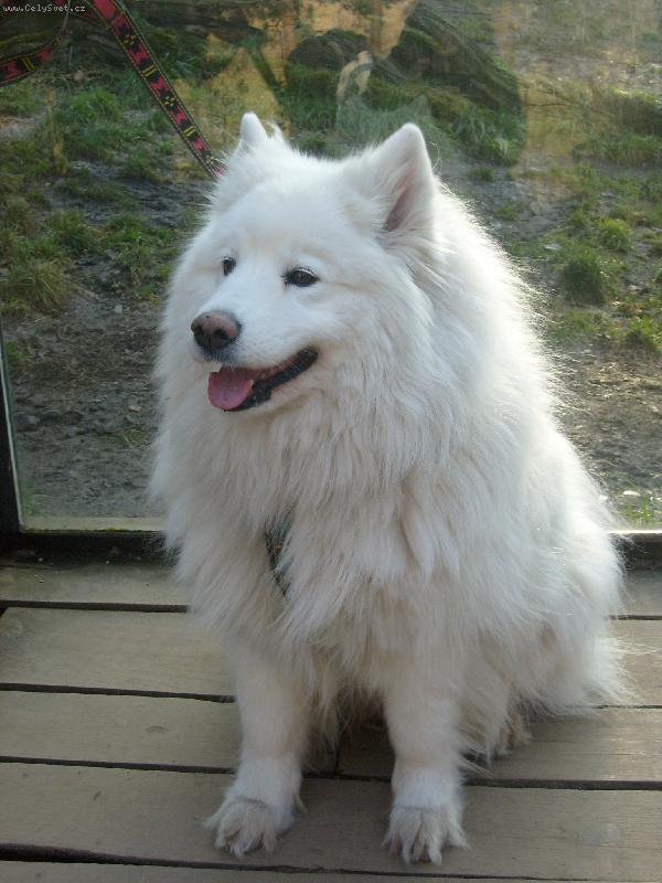 Foto: Samojed