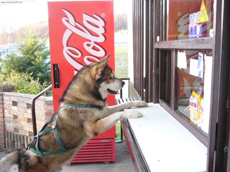 Foto: Jerry v bufete