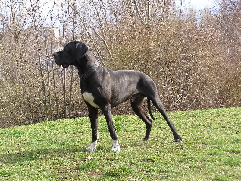 Foto: Dante �esk� Sirius