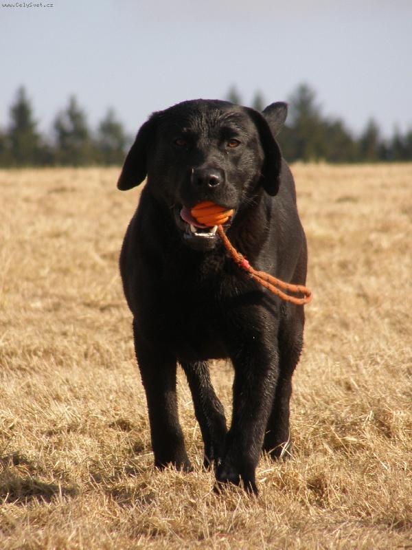 Foto: Labrador retriever