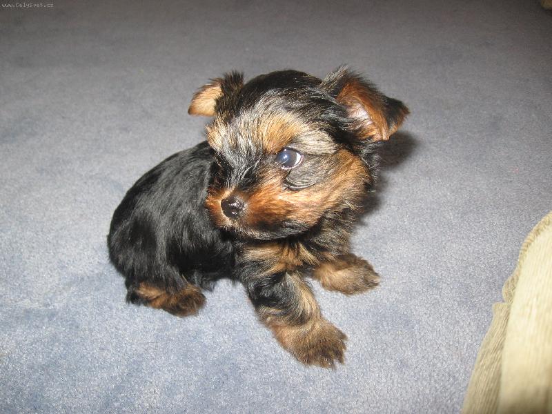 Foto: 6,5 t�dne-��n��ek prvn� den doma :-)