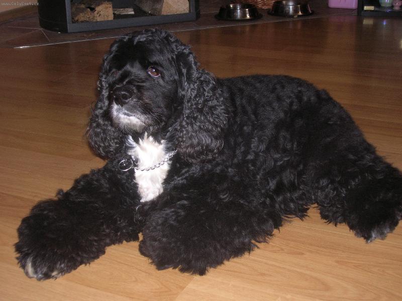 Foto: Moje Zlat��ko Ketty