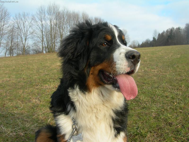 Foto: m�j ber���ek-na proch�zce