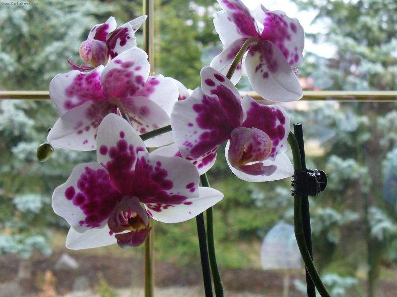 Foto: Phalaenopsis