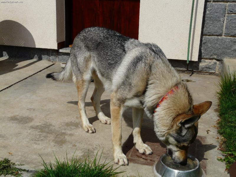 Foto: obi I-www.obioduhoste.wz.cz