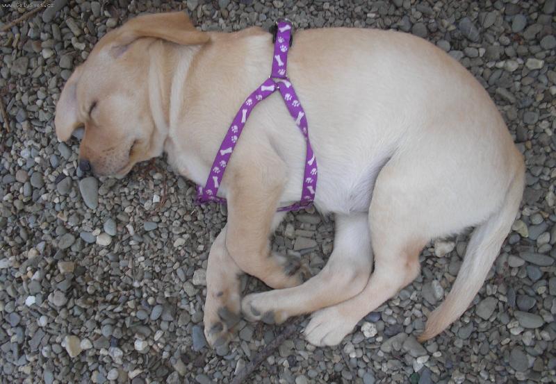 Foto: Brita jako miminko-2 m�s�ce-Spinu�k�..